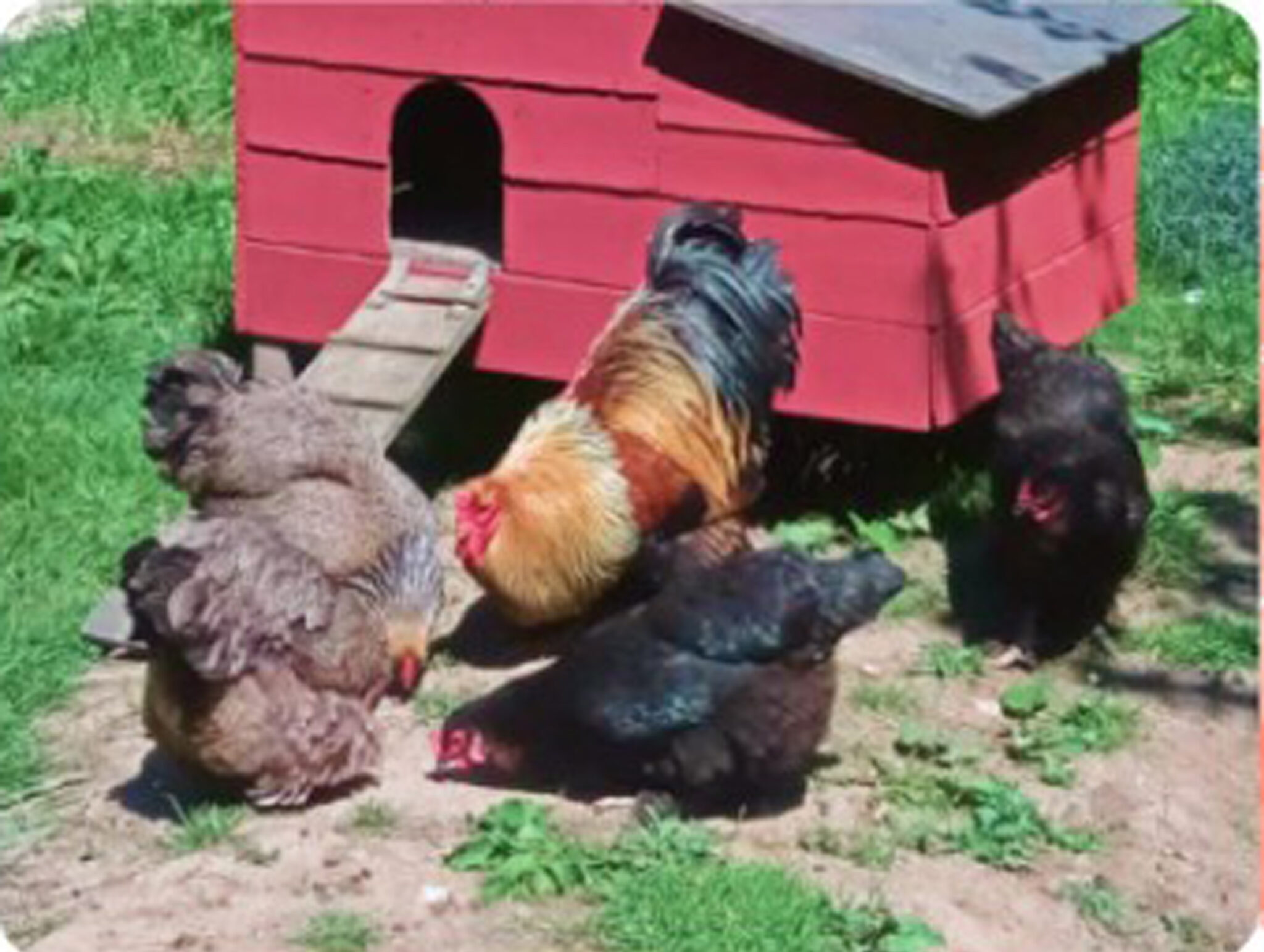 poules
